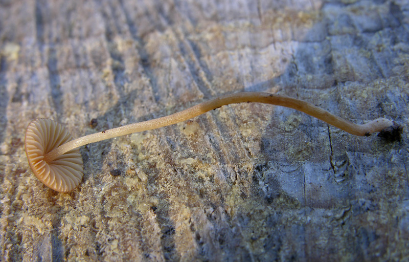 Galerina da determinare n�5